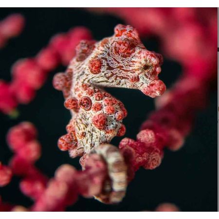 Lentille macro +18 pour caisson smartphone SeaTouch 4 Divevolk