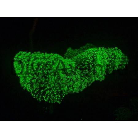 Filtre fluorescence ØM58mm Bigblue Y-1 YF58