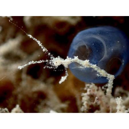 IKELITE camera housing pack + OM System TG-7 camera