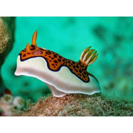 IKELITE camera housing pack + OM System TG-7 camera